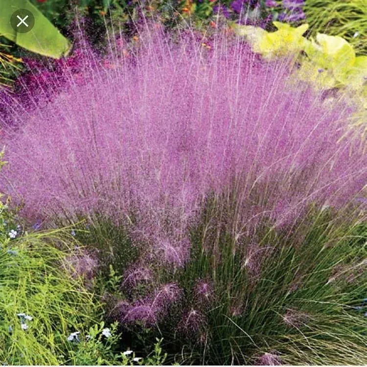 3. Muhly Grass (Muhlenbergia capillaris): The Showstopper Grass (Image Credits: Flickr)