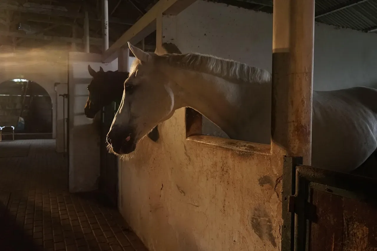 #1 &ndash; How They Approach the Horse in the Stall (Image Credits: Pixabay)