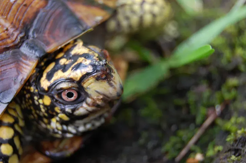 Big-Headed Turtle: The Unconventional Climber (Image Credits: Flickr)