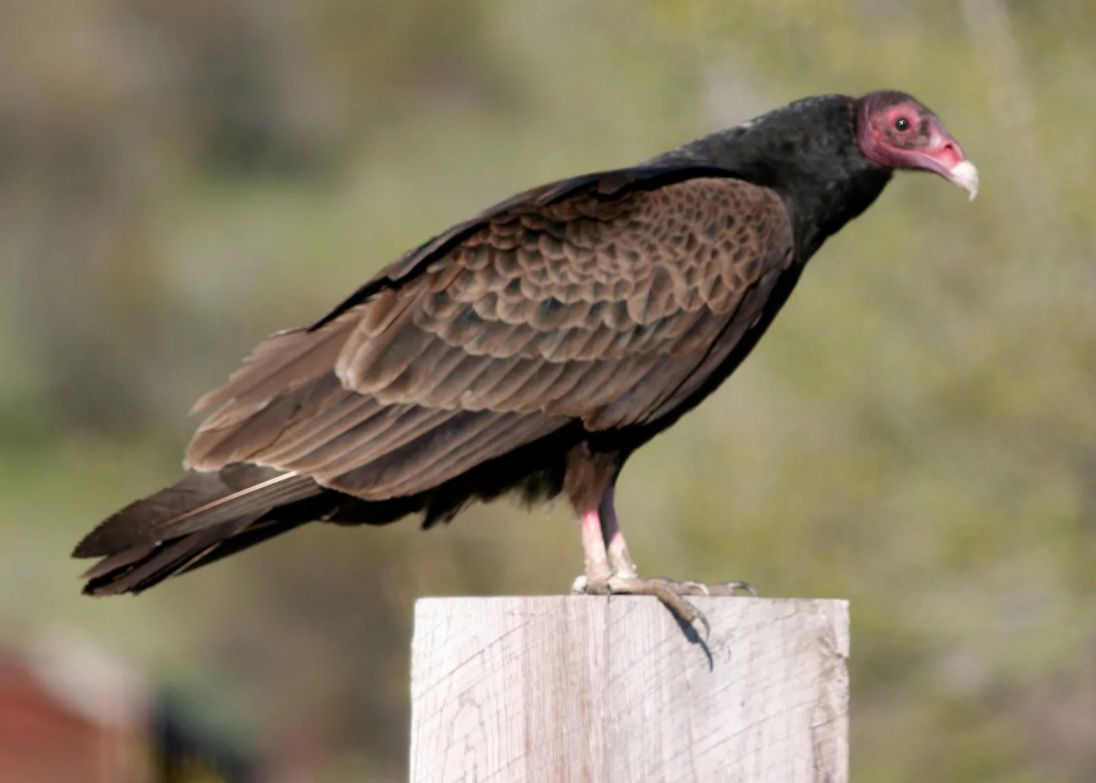 7. Turkey Vulture &ndash; The Slow Soarer With a Scavenger&rsquo;s Edge (4243_turkey_vulture_odfw, CC BY-SA 2.0)
