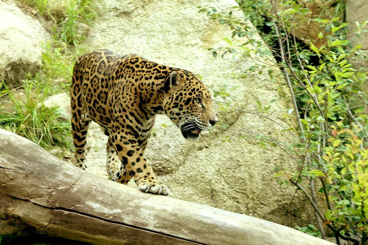 Some jaguars have started hunting from underwater, and from the treetops (Image Credits: Pixabay)