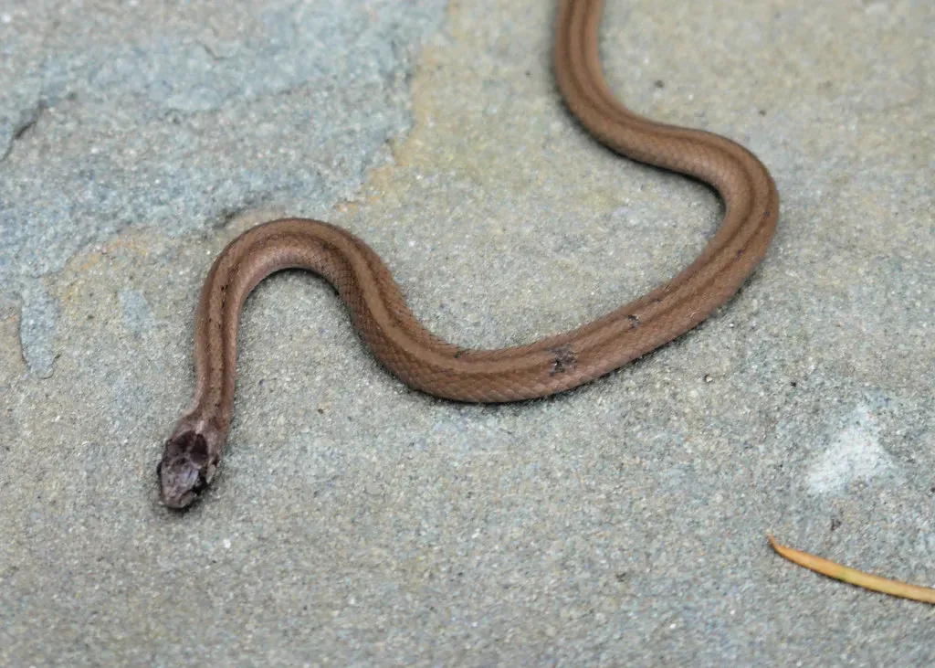 Snakes Emerge from Hibernation Before Major Earthquakes (Image Credits: Flickr)