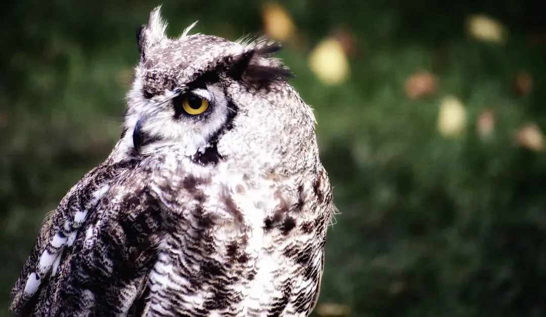 Hearing That Rivals Sight (Image Credits: Unsplash)