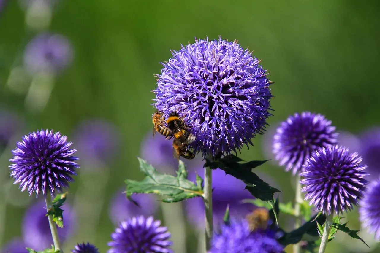 #12. Globe Thistle (Image Credits: Pixabay)