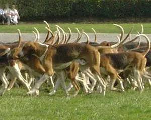 #6. English Foxhound (By fr:Utilisateur:Luna04, CC BY-SA 3.0)