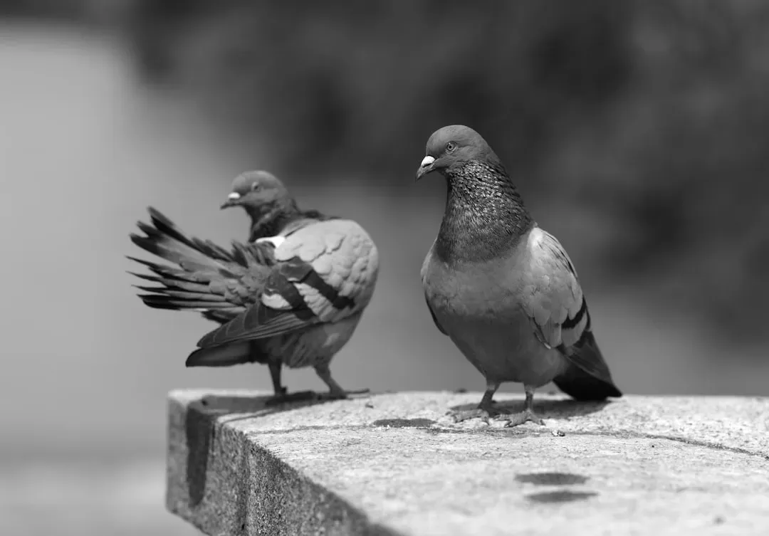 They Earned Medals for Bravery in World War II (Image Credits: Unsplash)
