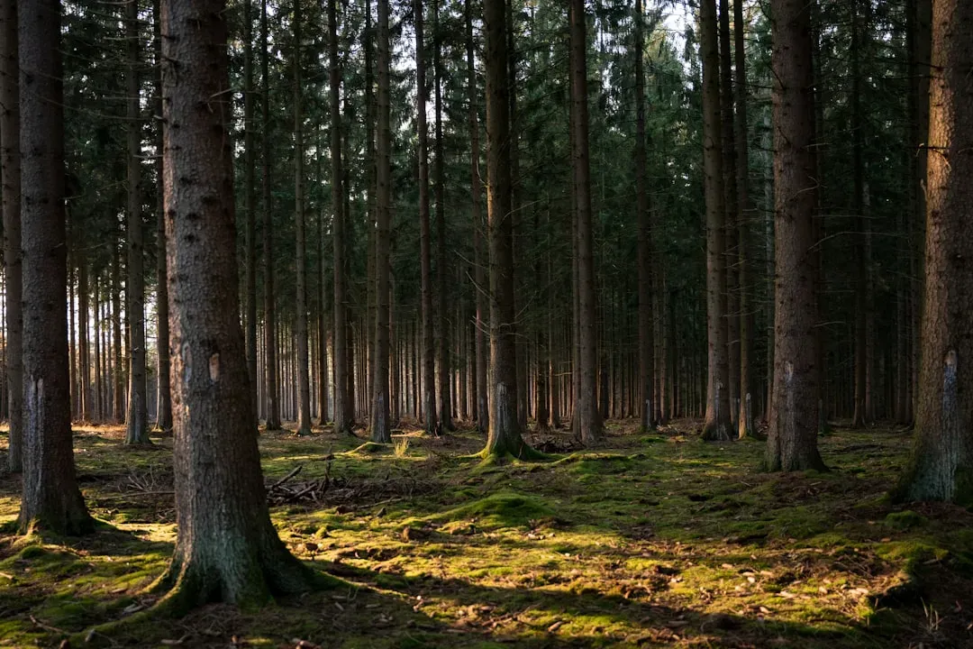 10. Rapid Forest Regeneration Post-Logging (Image Credits: Unsplash)
