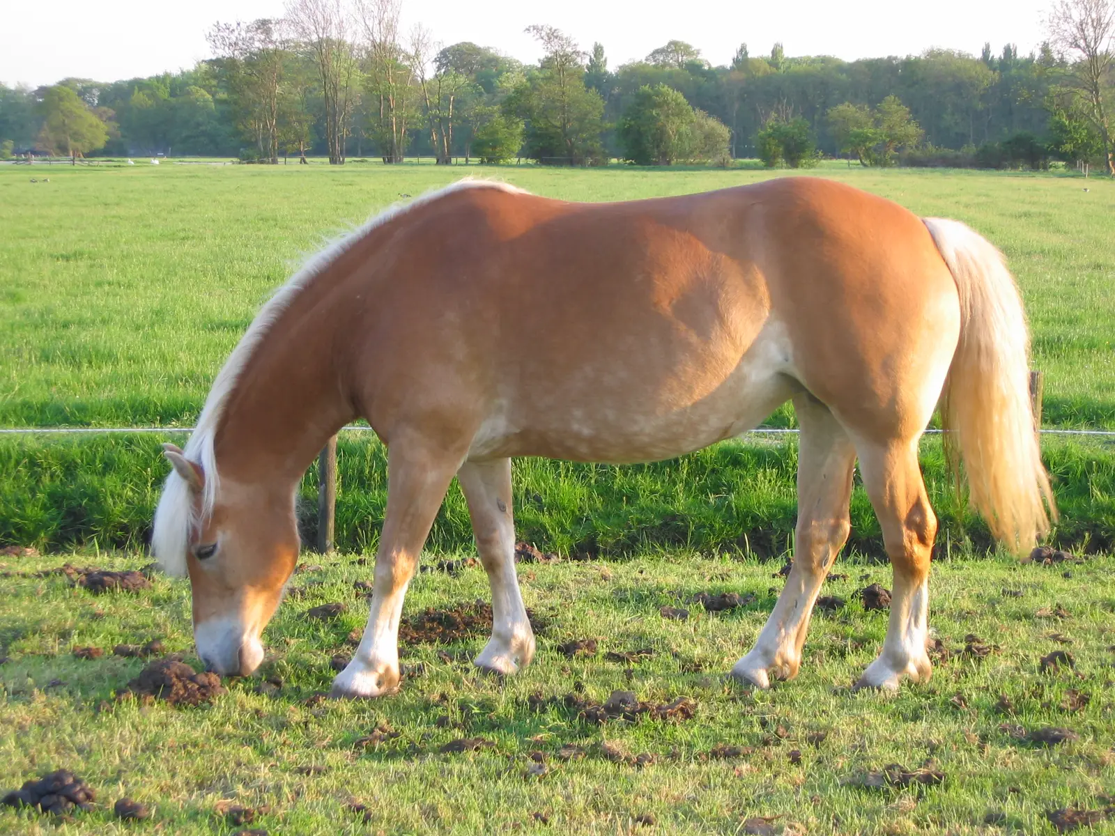 #33 - Haflinger: The Small Tank With a Big Heart (By Paula Jantunen (user Niora), Public domain)
