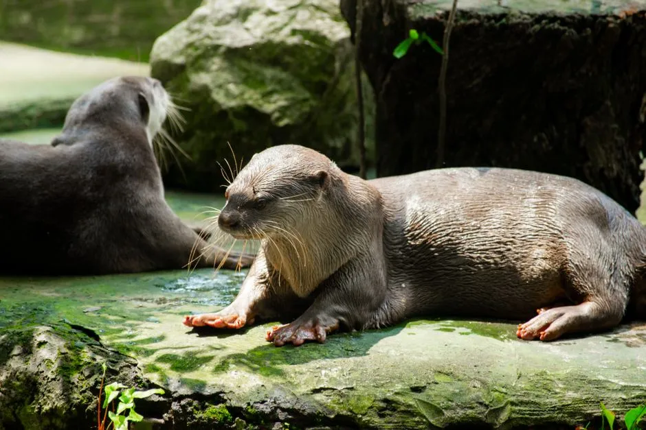 Parallels Between Otter and Human Social Needs (Image Credits: Pexels)