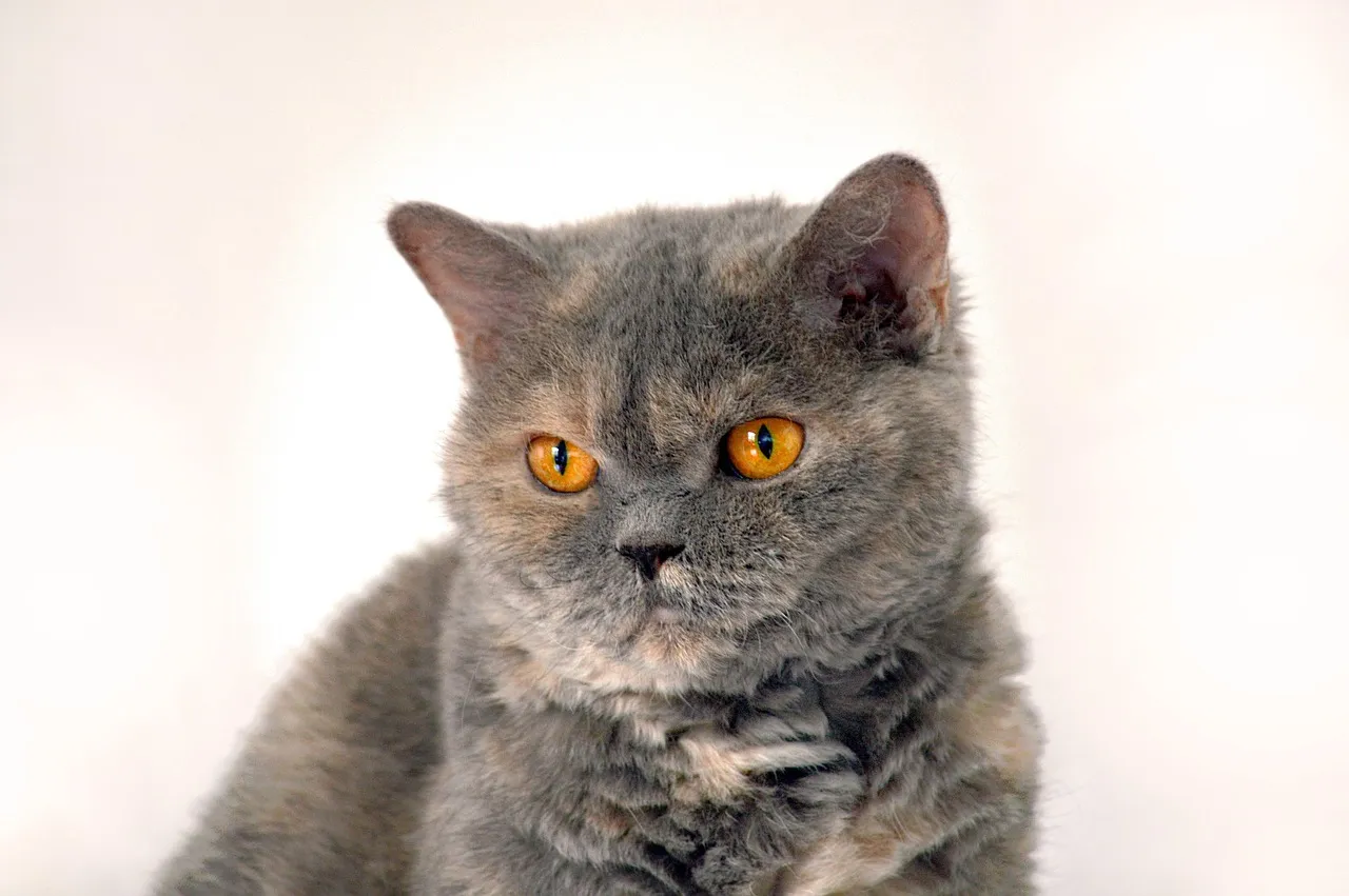 #22 &ndash; Selkirk Rex: The Curly Softie That Gets Plushier (Image Credits: Pixabay)