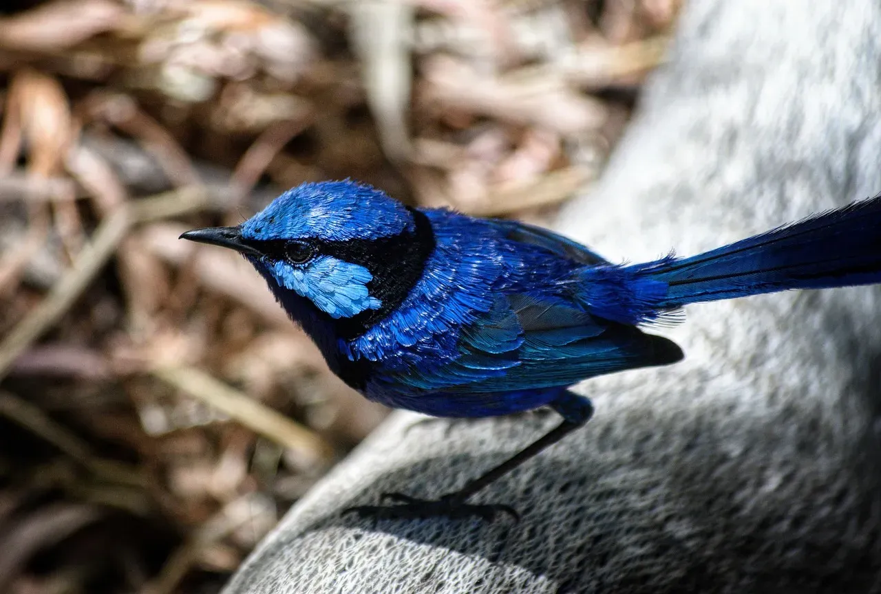 Superb Fairy-Wrens Teaching Songs Before Hatching (Image Credits: Pixabay)