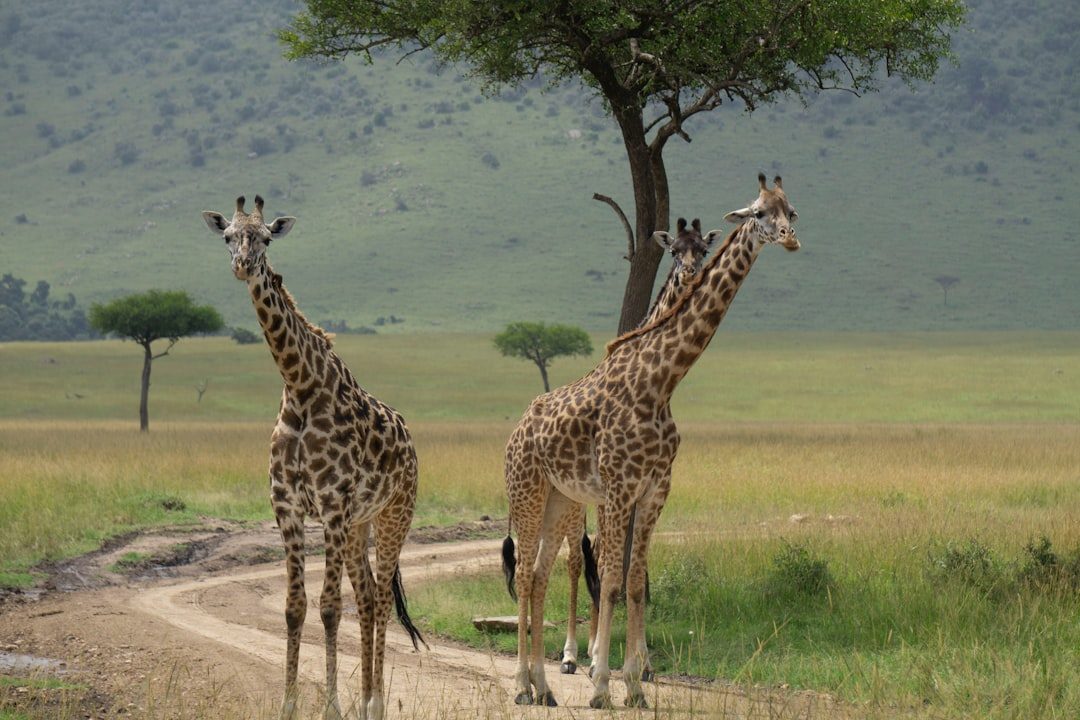 The Scientific and Conservation Implications (Image Credits: Unsplash)