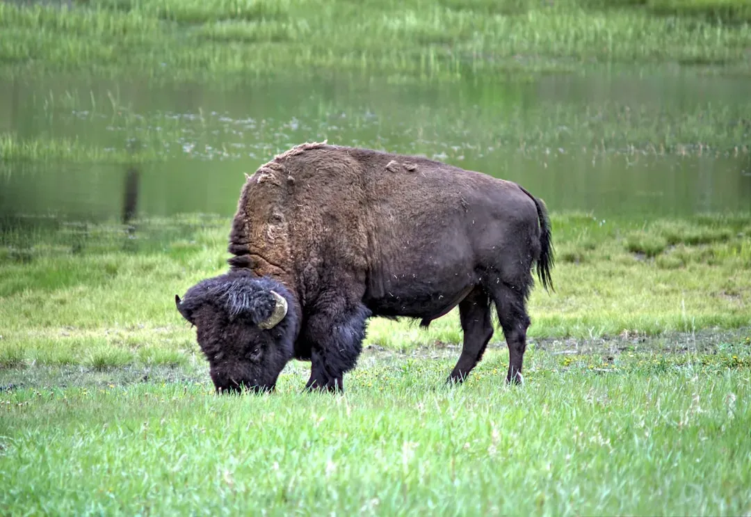 The Sacred Buffalo: Provider and Symbol of Sacrifice (Image Credits: Unsplash)