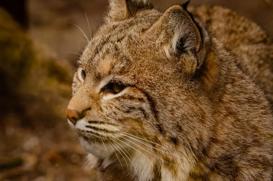 North Carolina Provides Suitable Habitat (Image Credits: Pexels)