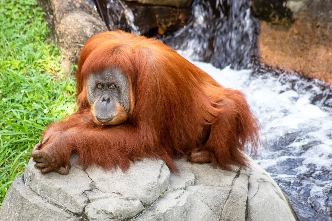 #11. Aquarius (January 20 – February 18): The Orangutan (Image Credits: Unsplash)
