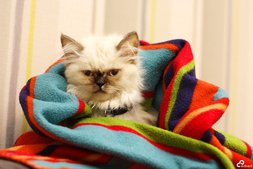 Himalayan Cats (Image Credits: Flickr)