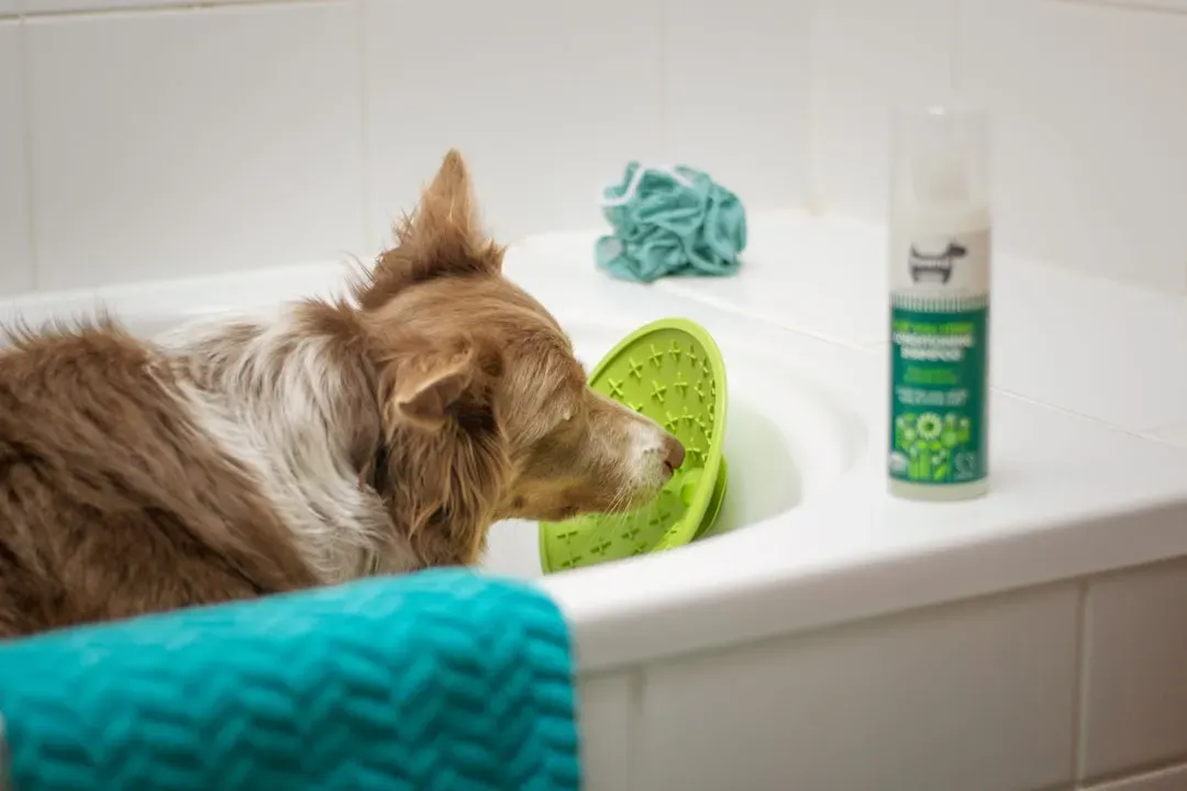 Using Human Shampoo (Image Credits: Unsplash)