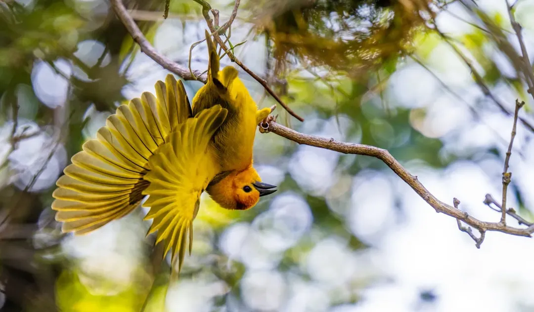 7. Hanging Upside Down Playfully (Image Credits: Unsplash)