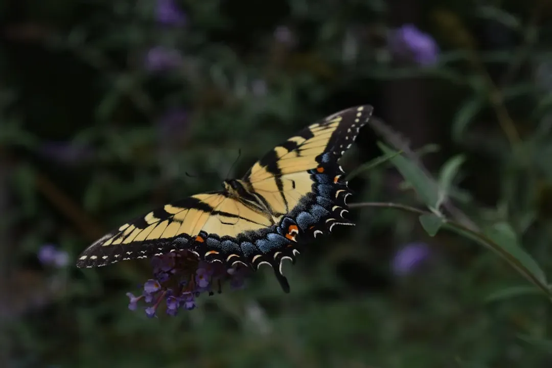 Gemini: The Butterfly's Elusive Escape (Image Credits: Unsplash)