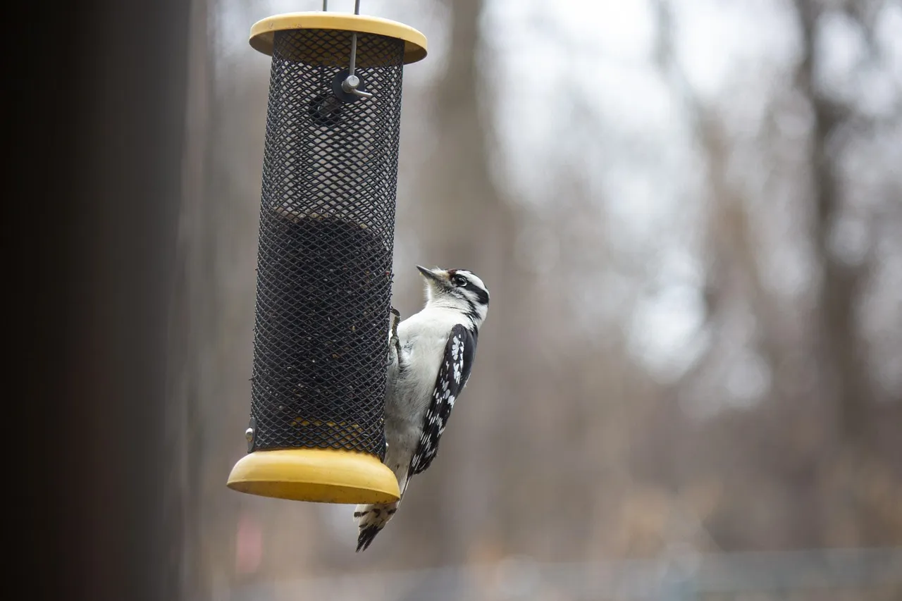 Capricorn: The Downy Woodpecker (Image Credits: Pixabay)