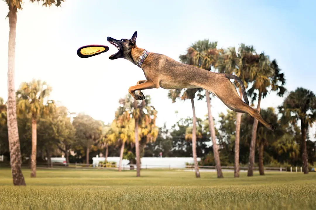 #3. Belgian Malinois (Image Credits: Unsplash)