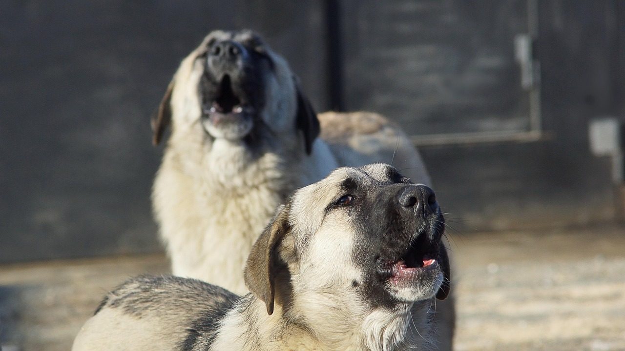 The Ancient Wolf Connection (Image Credits: Pixabay)
