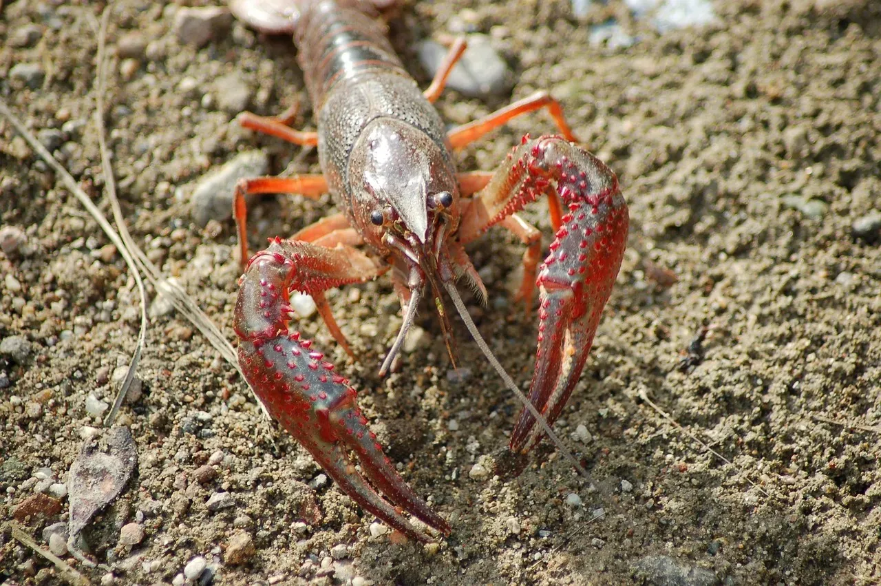 11. The Pistol Shrimp: The Sonic Blaster (Image Credits: Pixabay)