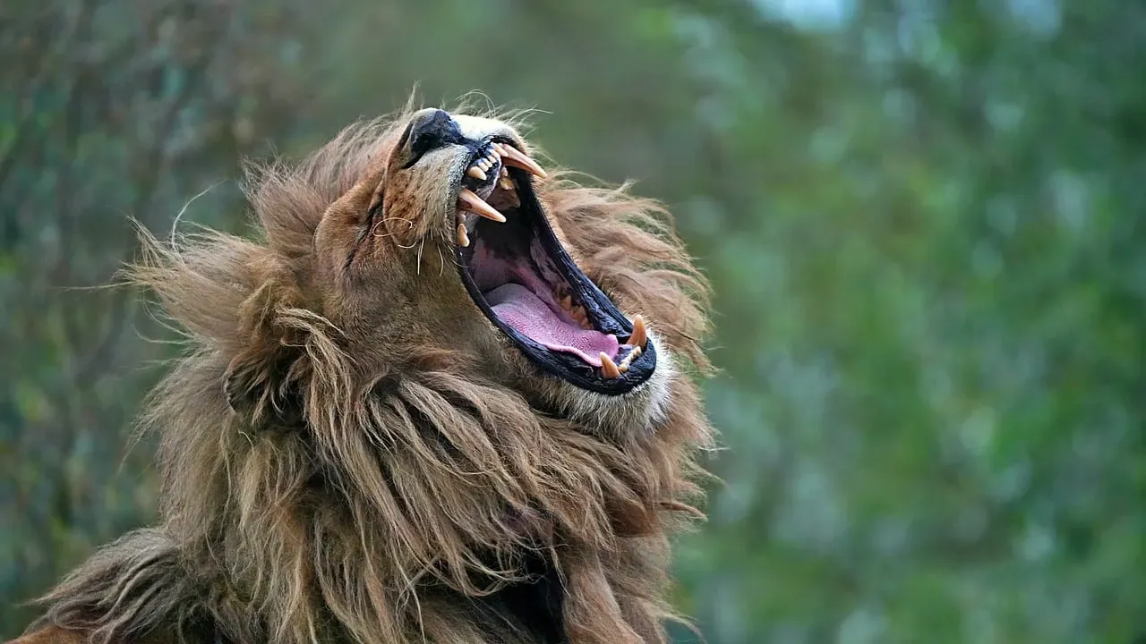 Understanding Power Animals and 2026's Unique Energy (Image Credits: Pixabay)
