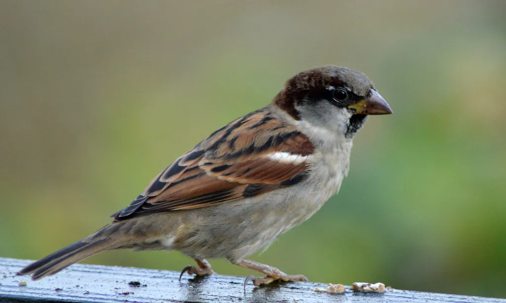 #16 - House Sparrow: The Invasive That's Actually Declining (Wildlife Boy1, Flickr, CC BY 2.0)