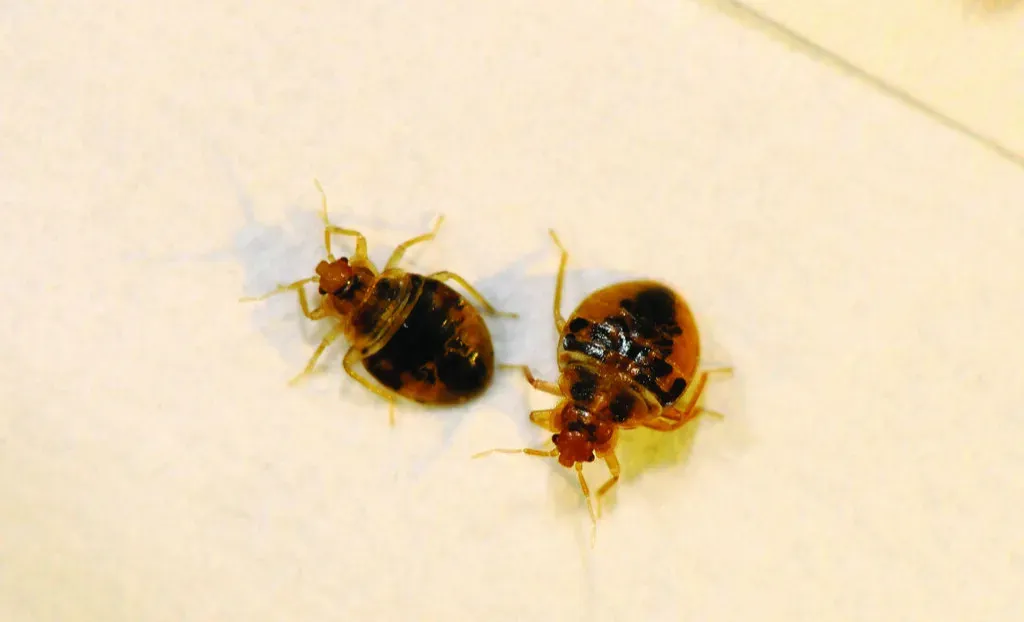 7. Bed Bugs: More Than Just Bites and Lost Sleep (Image Credits: Flickr)