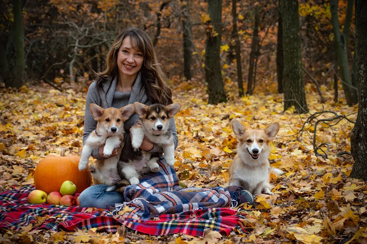 Pembroke Welsh Corgi (Image Credits: Pixabay)