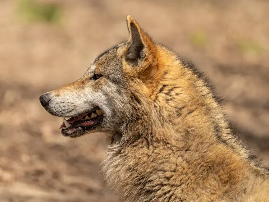 #5 Leo (July 23 – August 22): The Mane Wolf (Image Credits: Pexels)