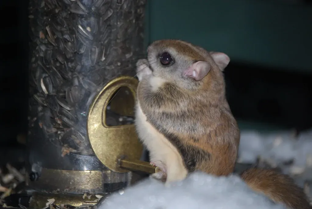 #8: They Don't Hibernate - They Share Body Heat Instead (wackybadger, Flickr, CC BY-SA 2.0)
