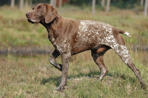 #2: German Shorthaired Pointer (Image Credits: Wikimedia)