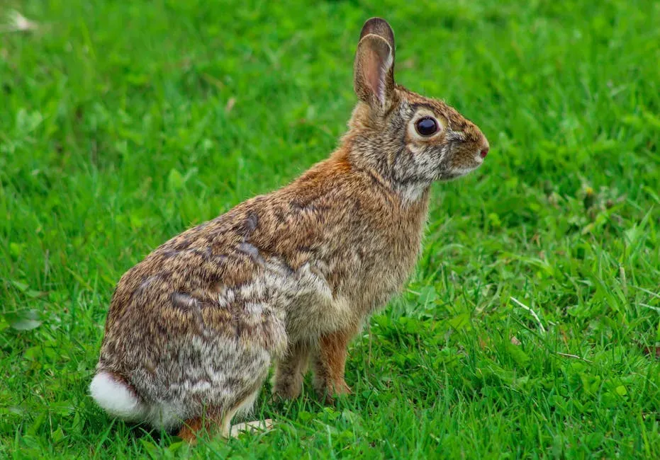 Cancer (June 21 – July 22): The Cottontail Rabbit (Image Credits: Pexels)