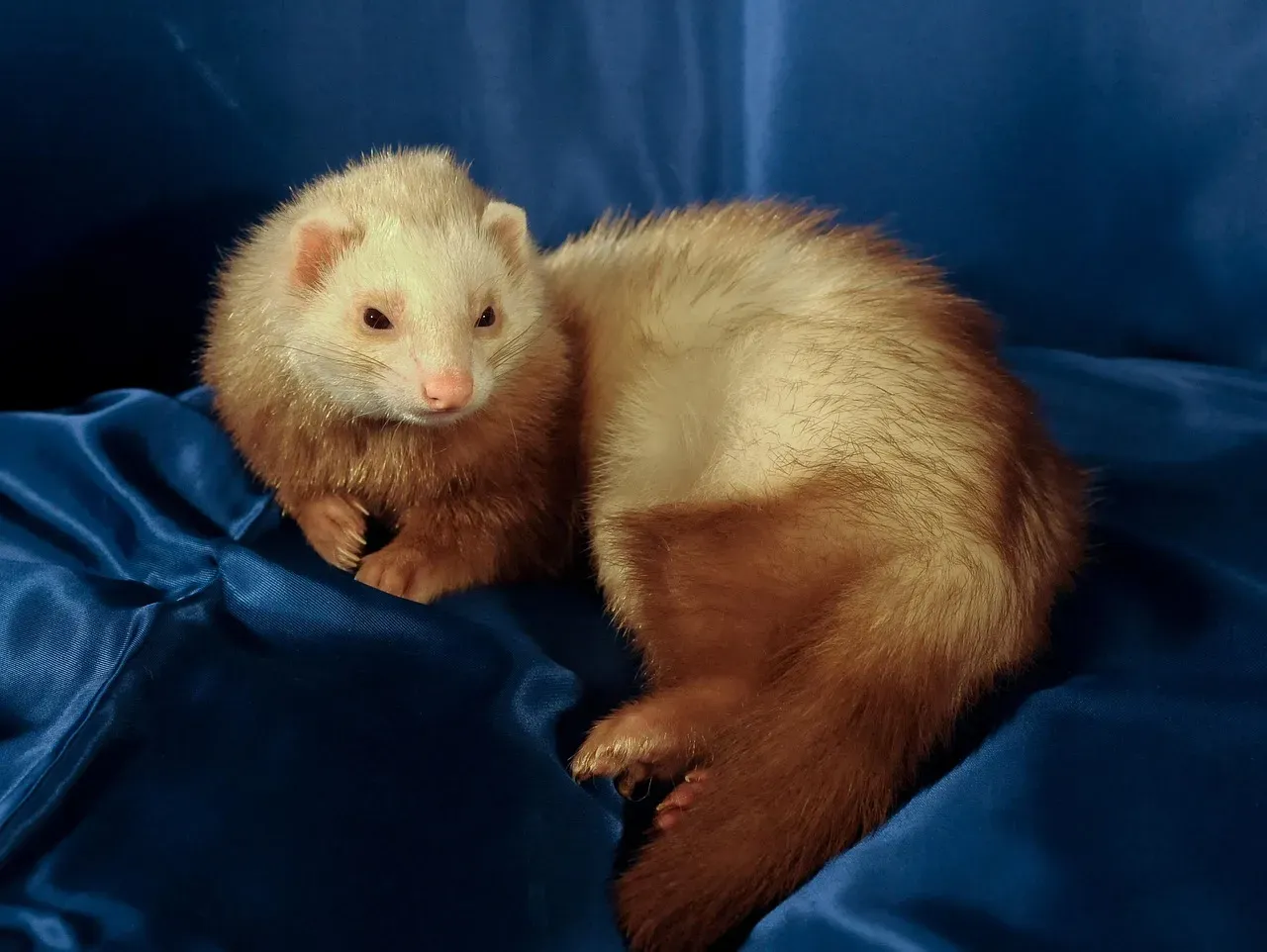 7. Ferret (Image Credits: Pixabay)