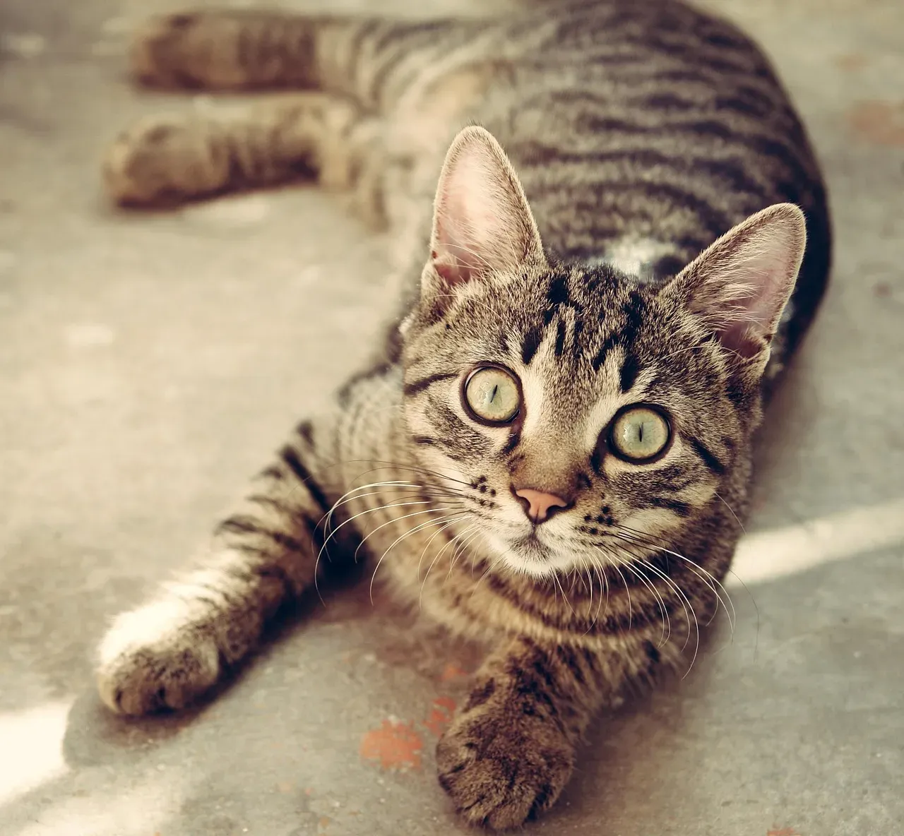 Conclusion: Finding Your Perfect Texas Cat Companion (Image Credits: Pixabay)