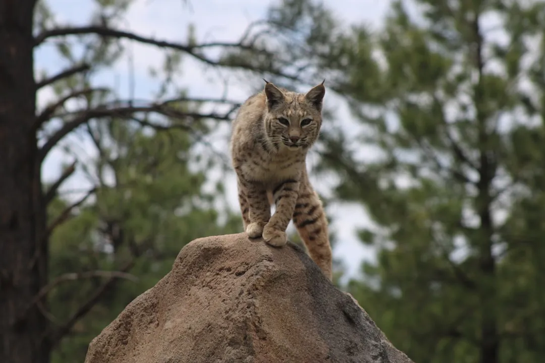 The Energy Budget: Why Hunting Less Can Actually Be Smarter (Image Credits: Unsplash)