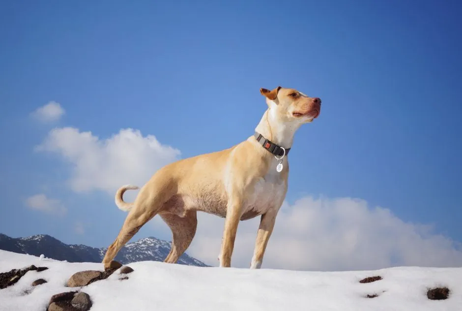 #3 Leo: The Proud Partner for Showstopper Breeds (Image Credits: Pexels)