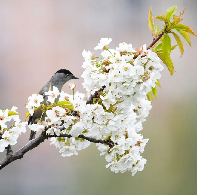 #10 - Serviceberry (Amelanchier): The Early-Season Lifesaver (Image Credits: Pexels)