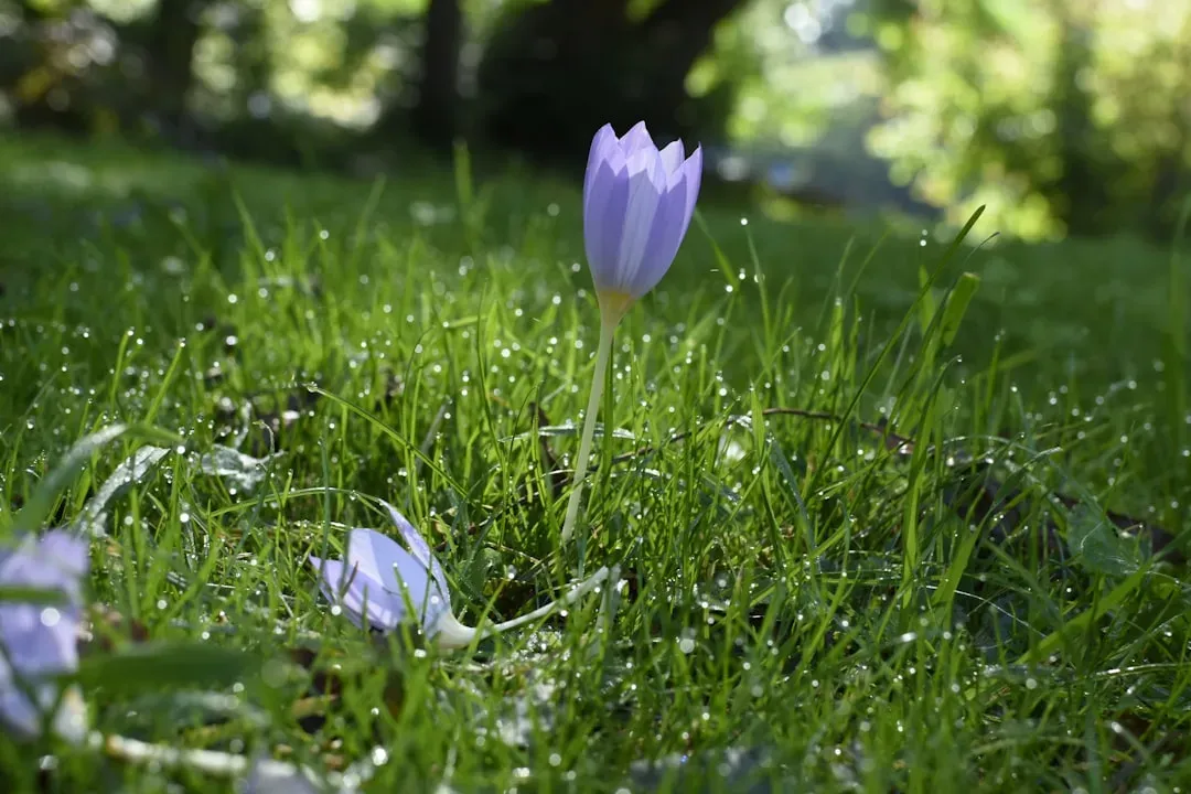Autumn Crocus: The Autumn Threat (Image Credits: Unsplash)