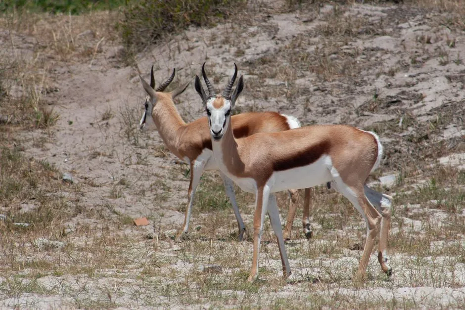 Springbok: The Dryland Acrobat That Hardly Ever Drinks (Image Credits: Pexels)