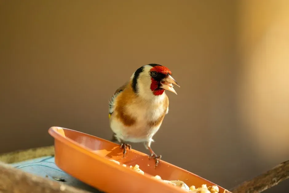 #10 - Poor Feeder Placement Puts Birds in Danger (Image Credits: Pexels)