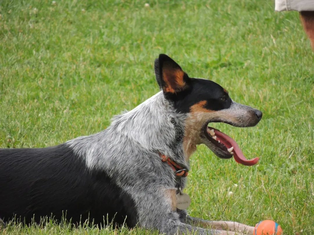 #4: Australian Cattle Dog (Image Credits: Unsplash)