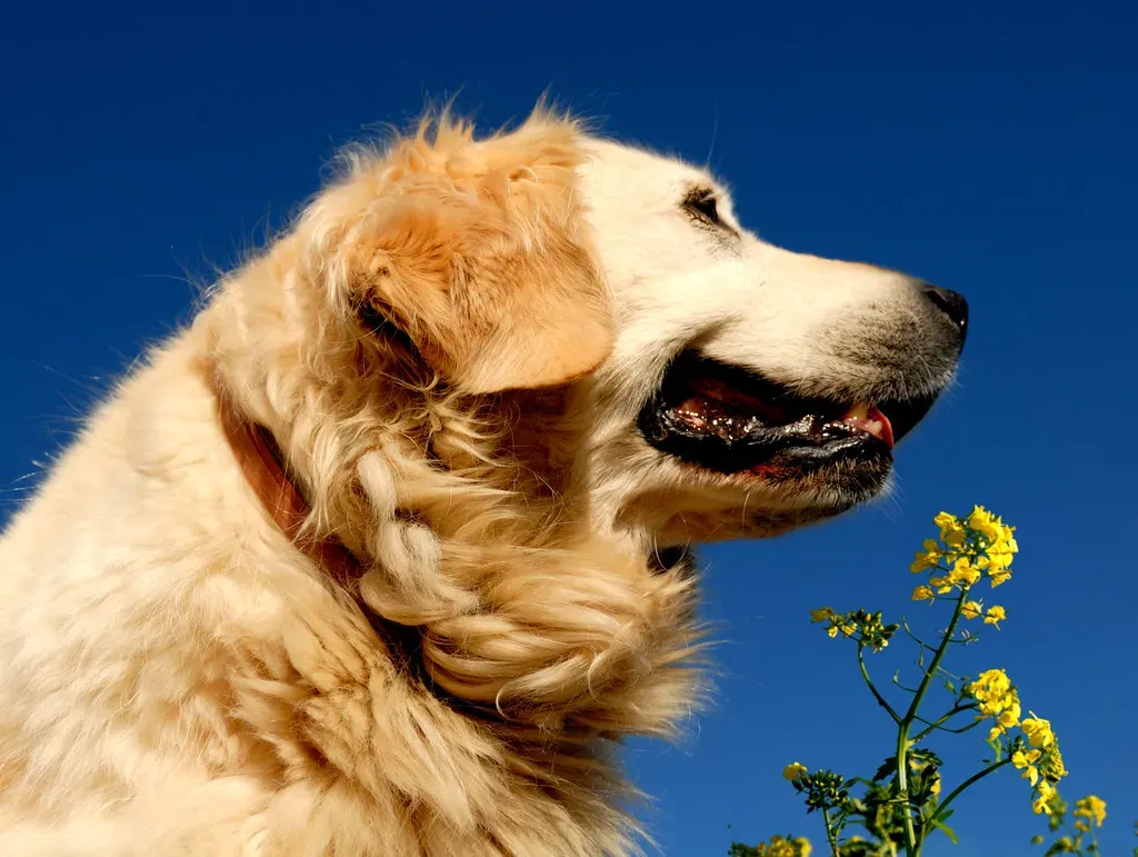 They Boost Your Mood With Their Playful Nature (Image Credits: Flickr)