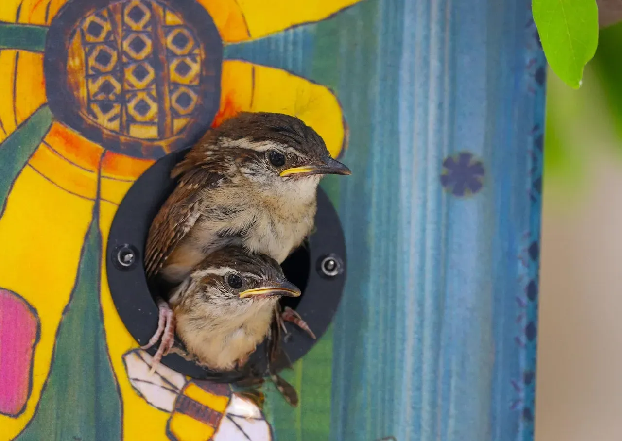 5. Put Up Nest Boxes Suited to Your Local Species (Image Credits: Pixabay)