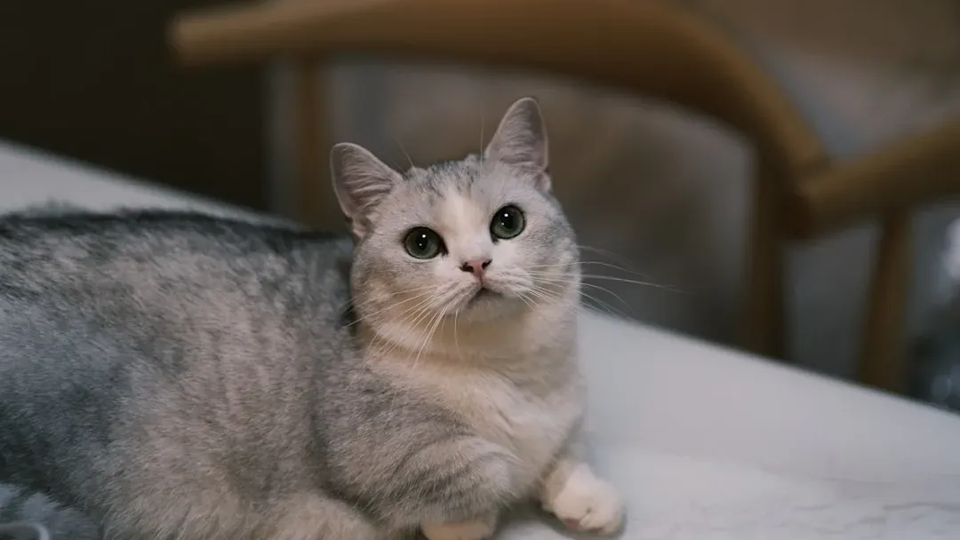 8. Munchkin: Cute Proportions, Complex Consequences (Image Credits: Unsplash)