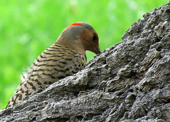 #35 - Northern Flicker: Ground-Feeding Woodpecker Under Pressure (611catbirds, too, Flickr, CC BY 2.0)