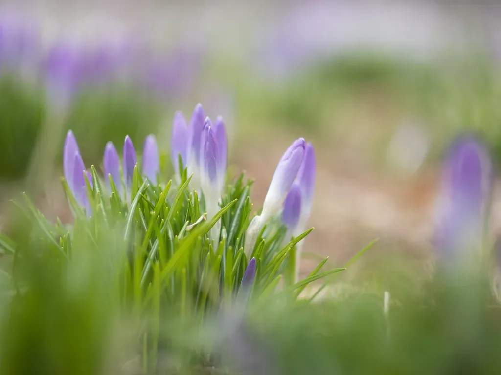 11. Purple Fountain Grass (A_Peach, Flickr, CC BY 2.0)