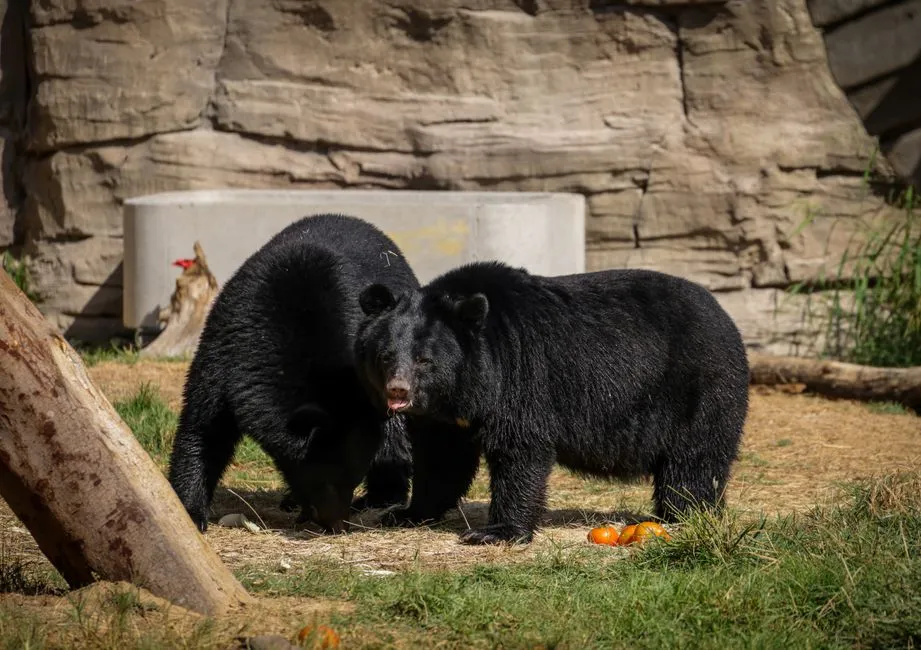 Life on the Edges: How Bears Navigate a Human-Dominated World (Image Credits: Pexels)